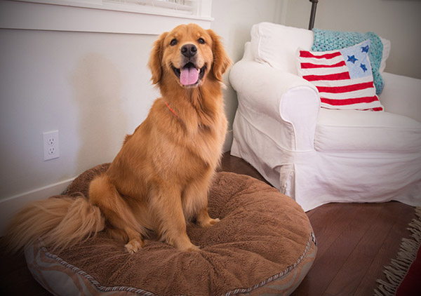 Happy Dog relaxing on a bed
