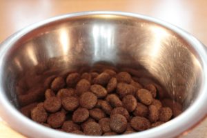 feed your dog food out of a bowl