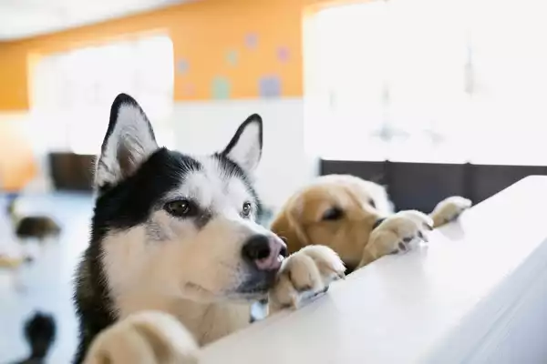 Two curious dogs lean on the gate at dog daycare.