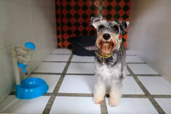 A schnauzer in a room at a pet hotel.